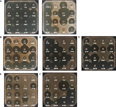 Genetics of Acquired Antibiotic Resistance Genes in Proteus spp.